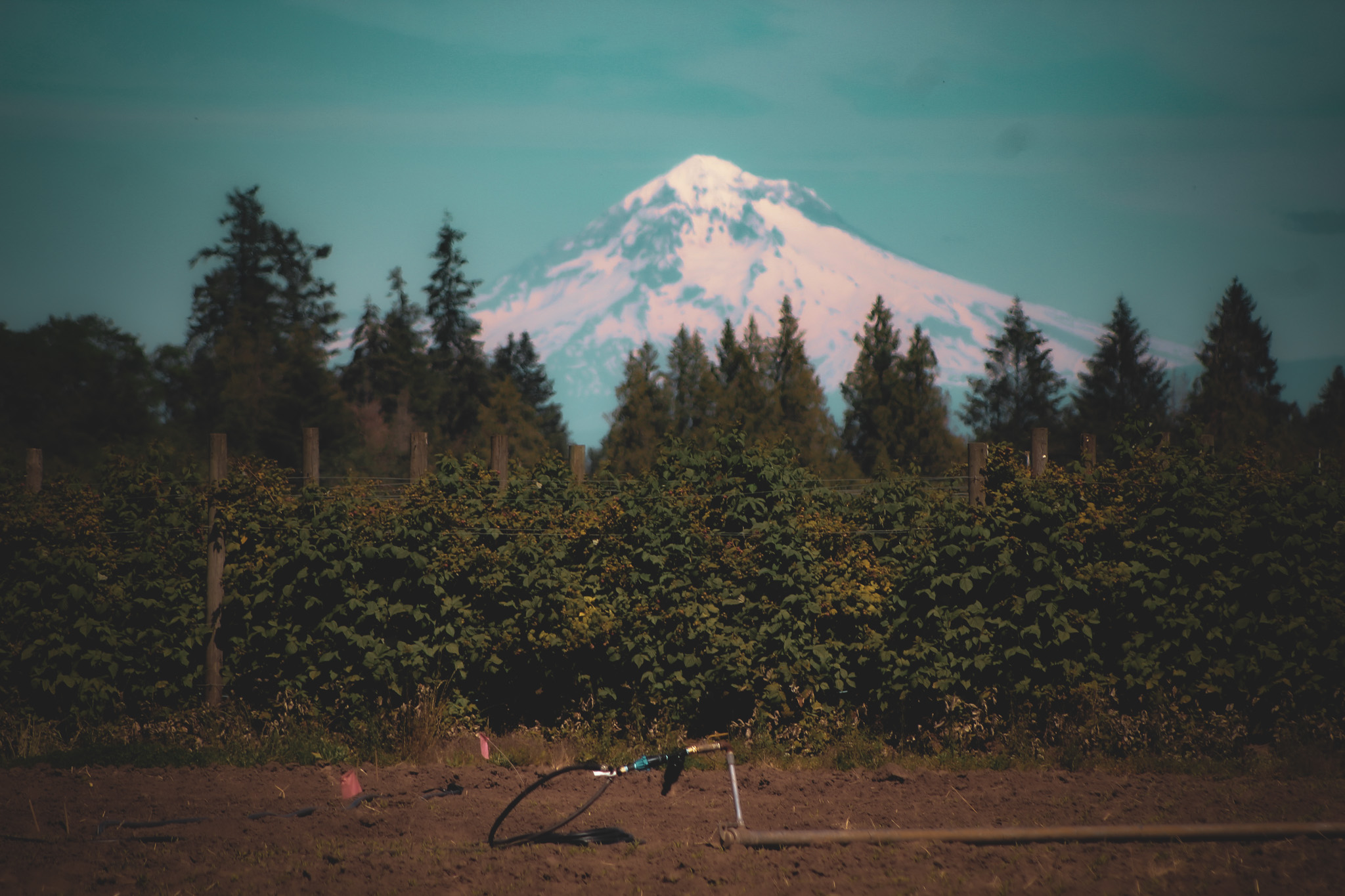 A snow-capped mountain above evergreens and berry rows